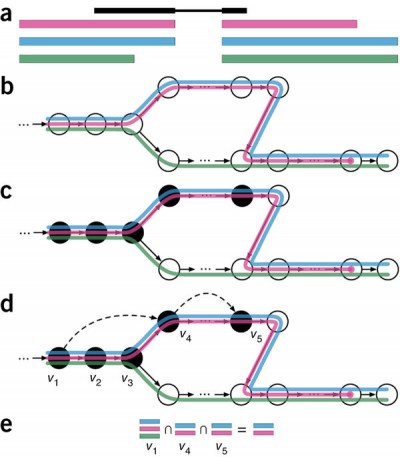  Overview of kallisto, The input consists of a reference transcriptome and reads from an RNA-seq experiment. (a) An example of a read (in black) and three overlapping transcripts with exonic regions as shown. (b) An index is constructed by creating the transcriptome de Bruijn Graph (T-DBG) where nodes (v1, v2, v3, … ) are k-mers, each transcript corresponds to a colored path as shown and the path cover of the transcriptome induces a k-compatibility class for each k-mer. (c) Conceptually, the k-mers of a read are hashed (black nodes) to find the k-compatibility class of a read. (d) Skipping (black dashed lines) uses the information stored in the T-DBG to skip k-mers that are redundant because they have the same k-compatibility class. (e) The k-compatibility class of the read is determined by taking the intersection of the k-compatibility classes of its constituent k-mers. Taken from Bray et al (2016).