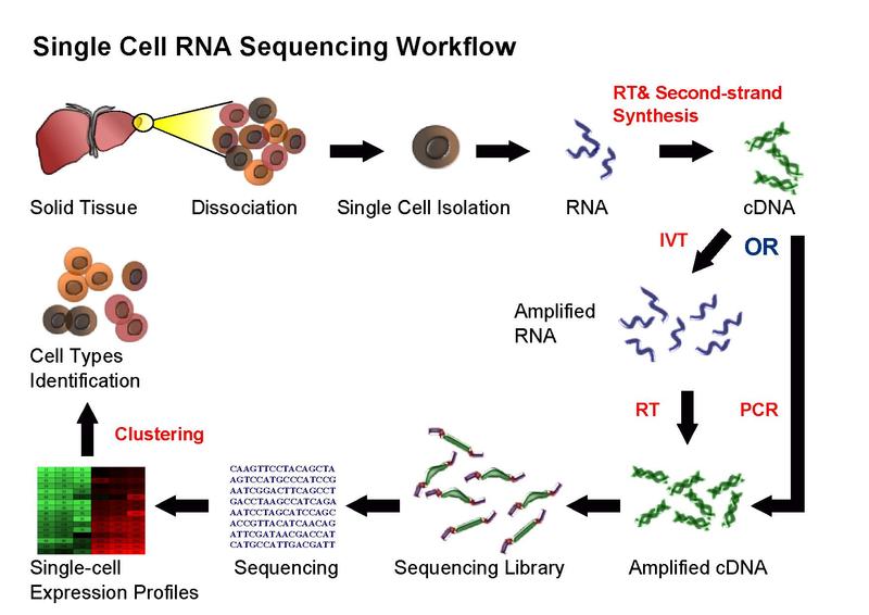 Single cell sequencing (taken from Wikipedia)